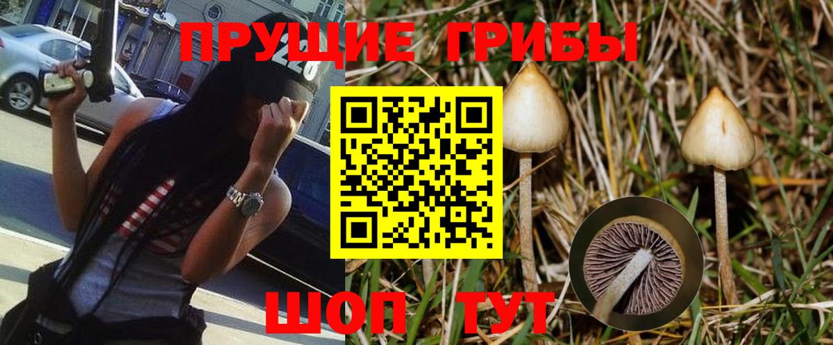 где можно купить наркотик  Галлюциногенные грибы Cubensis  Галлюциногенные грибы Psilocybine cubensis  Вход с VPN  Алушта 